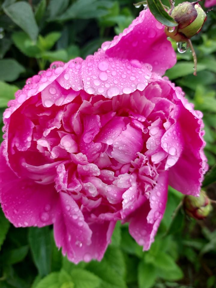 Blüte mit Tropfen