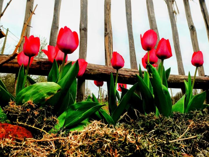 Frühling Tulpen