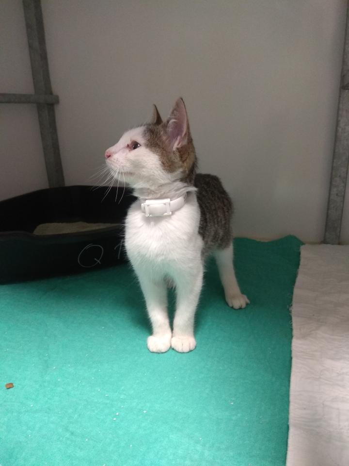 Fundkatze_2
