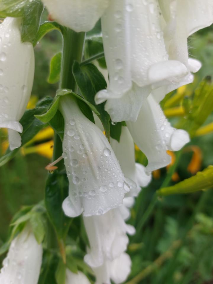 Glockenblume weiß im Regen