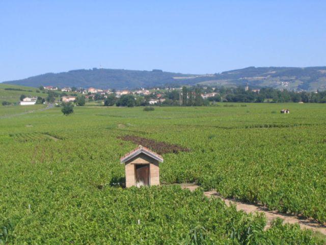 Blick über die Weinberge auf Villié Morgon, im Vordergrund ein Rebhäuschen
