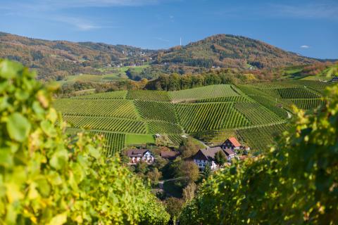 IMG_5538_Reben_Natur-Landschaft