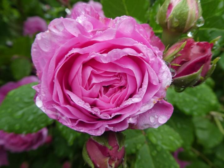Rose pink mit Tropfen