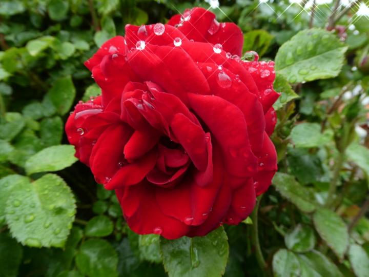 Rose rot mit Tropfen