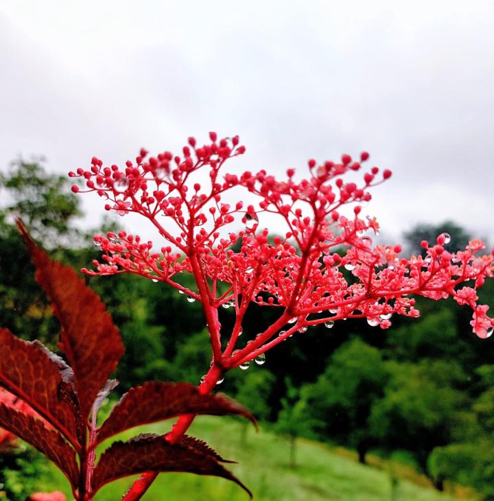 rote Blume